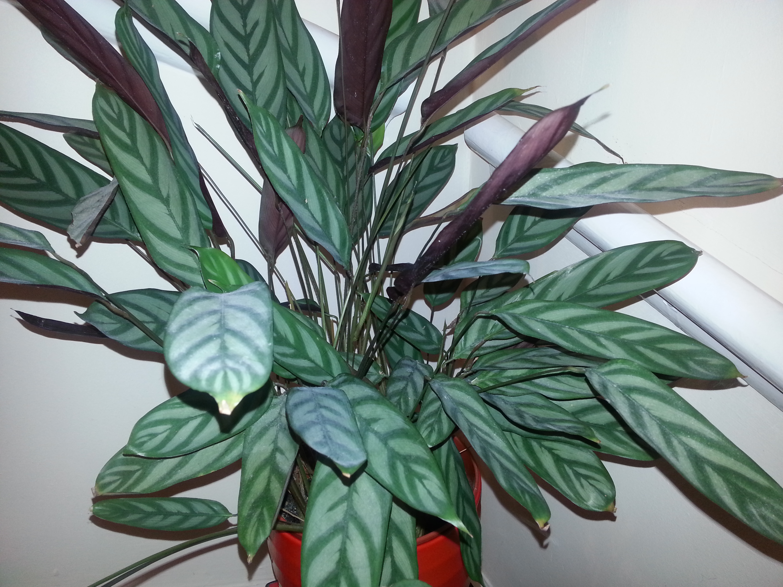 HousePlant Identification And Care Askjudy Houseplant411 