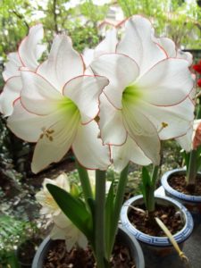 White with red edges Amaryllis plant flowers