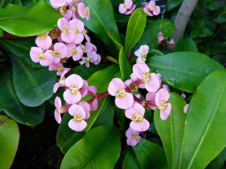Euphorbia leuconeura - How to Grow Care Guide | Houseplant 411 - How to ...