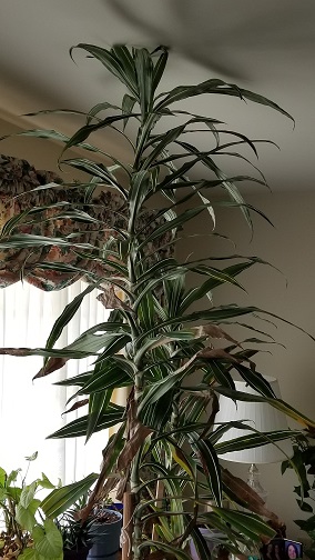 How to Prune a Tall Dracaena Warnekii - Houseplant 411