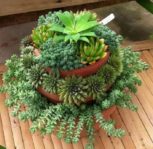 Plant Dish Gardens - How to Make