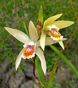 Bletilla ochracea Orchid