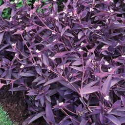 Add A Touch Of Tropics: The Beginner's Guide To Wandering Jew Plant Care