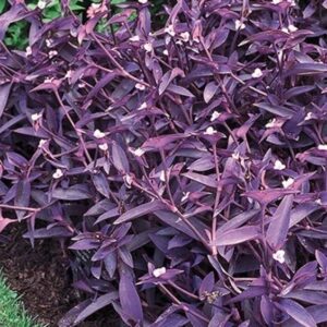 Add a Touch of Tropics: The Beginner's Guide to Wandering Jew Plant Care