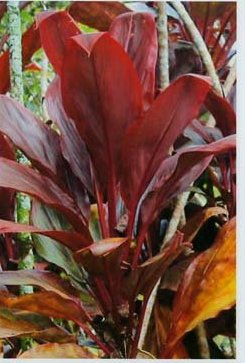 Ti Plant - Cordyline Terminalis - Care Tips | Houseplant 411