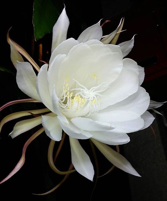 Night Blooming Cereus -Queen of the Night Cactus ...