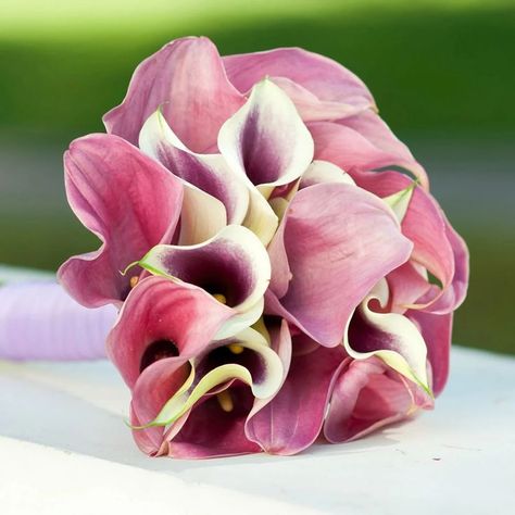 Unfurl Elegance: Growing & Caring for Stunning Calla Lilies