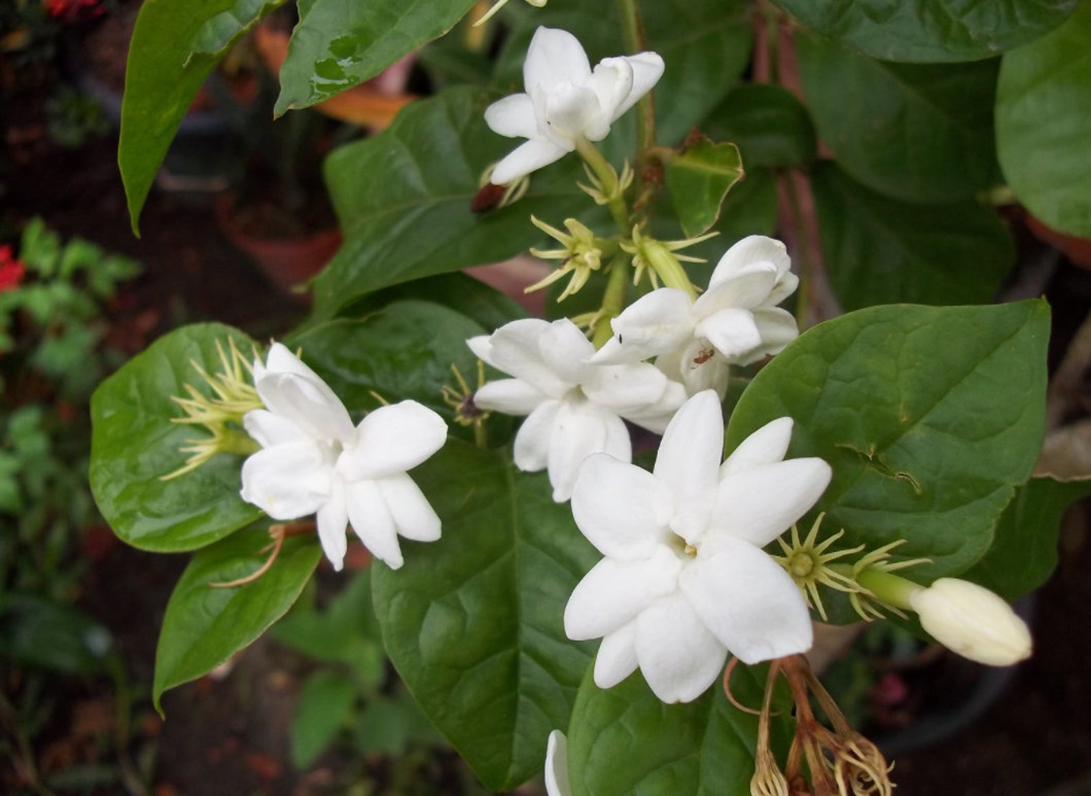 Jasmine Flower Plant For Sale