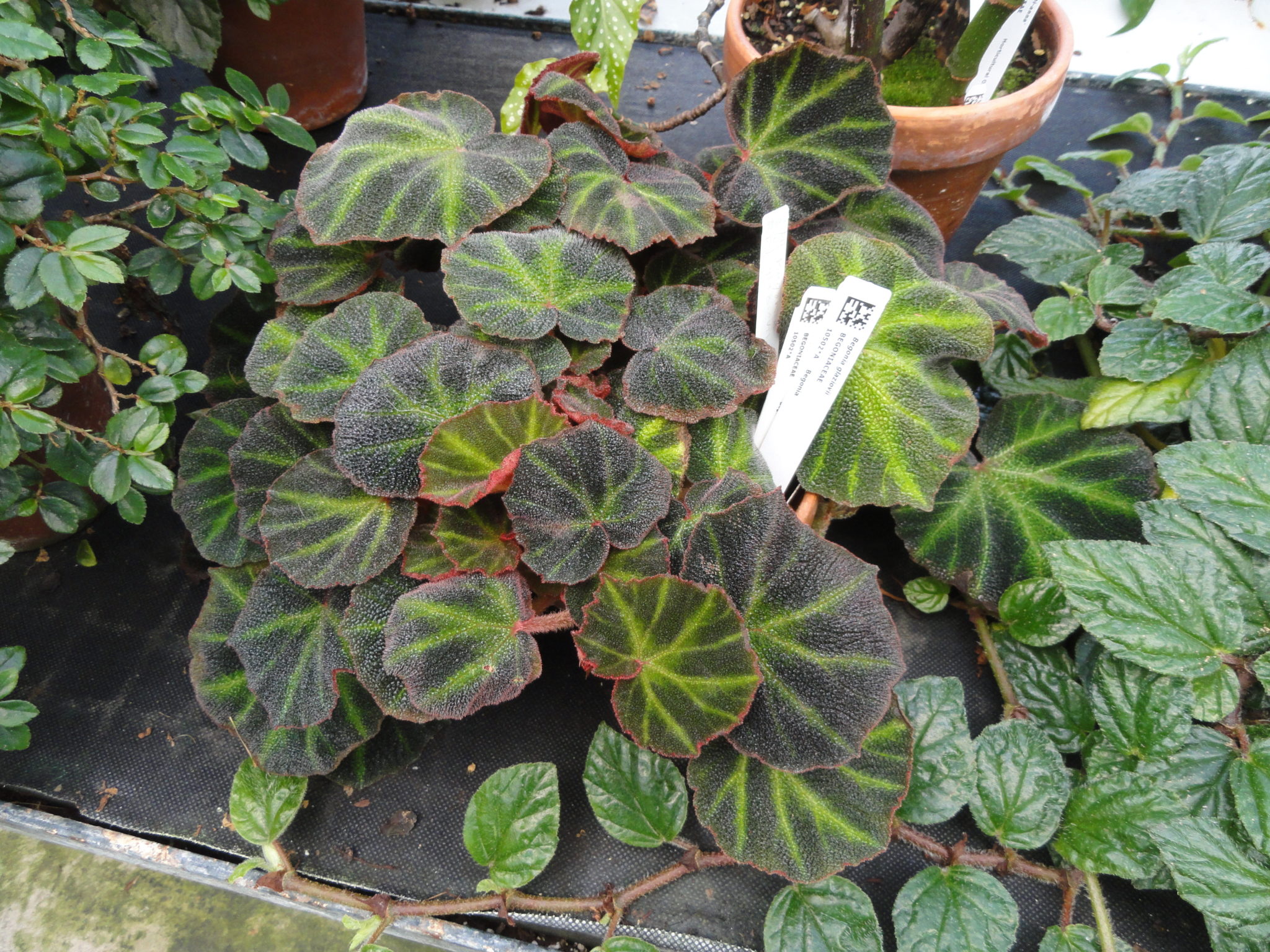 how-to-get-begonia-plants-to-flower