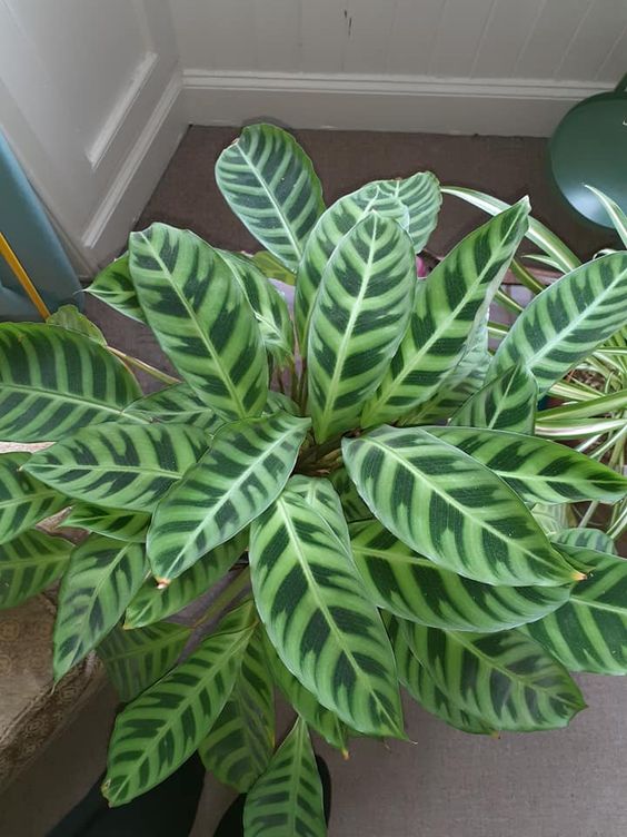 How To Grow And Care For A Calathea Plant