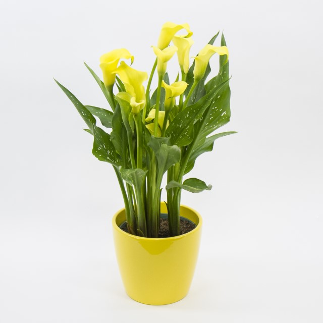 calla-lily-how-to-care-for-after-flowers-die-houseplant-411