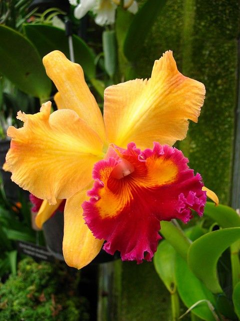 Grow and Care for a Cattleya Orchid | Houseplant 411