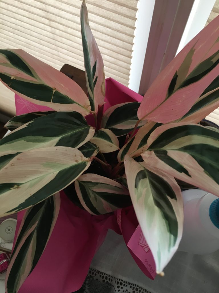 Identify Indoor plants without Tags | Houseplant 411