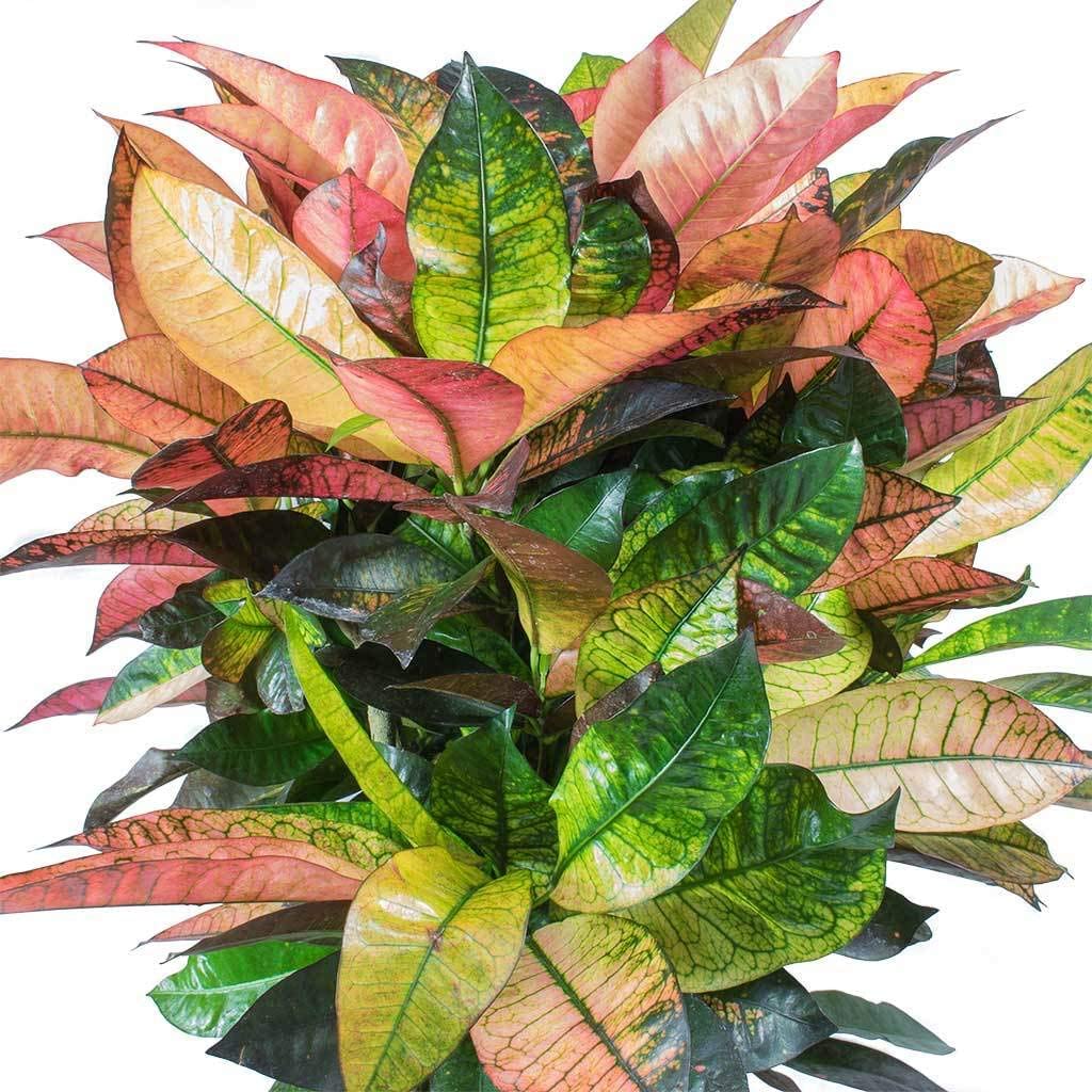 Croton Plant How to Grow Care Guide Codiaeum