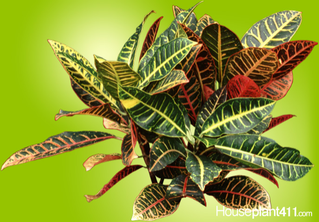 Houseplant 411 - Houseplant 411