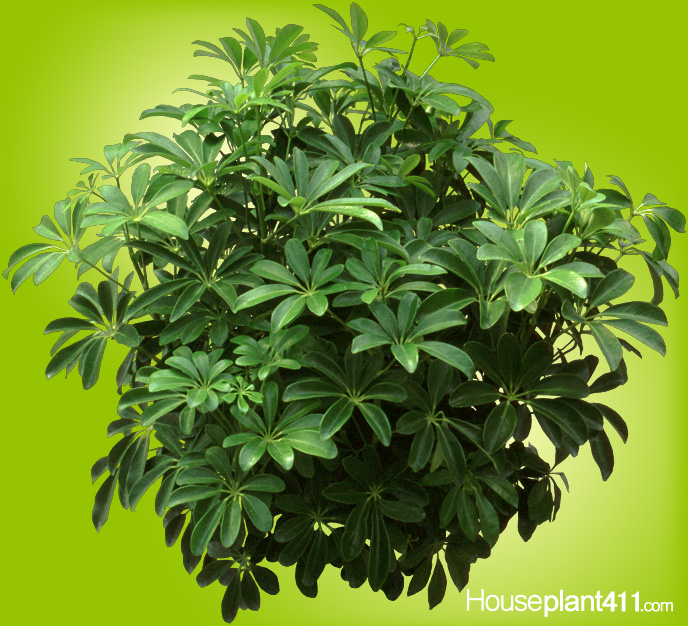 Learn how to identify and care for a Hawaiian Schefflera - Arboricola