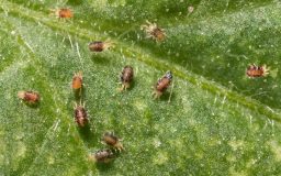 Spider Mites - Plant Pests - Houseplant 411