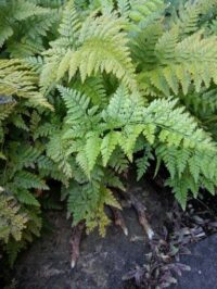 How to Grow a Rabbit's Foot Fern - Care Tips - Davillia fejeensis