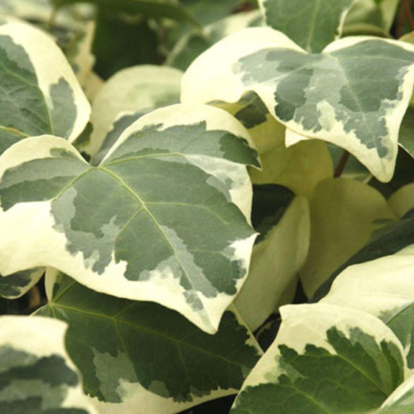 How to Grow Care for an English Ivy Plant | Houseplant 411