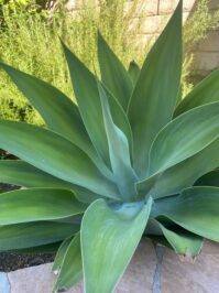 Tame the Desert's Beauty: Grow Thriving Indoor Agave Plants | Care Guide