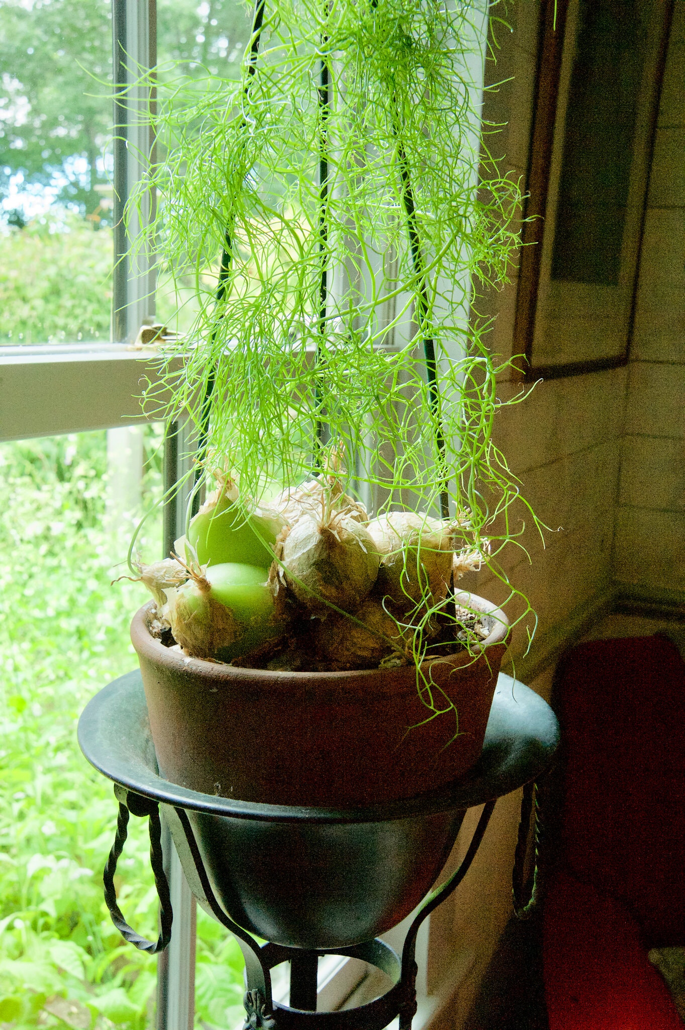 How To Grow A Climbing Onion Plant Indoors