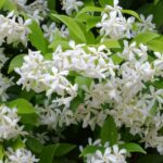 Jasmine Plant How To Grow Care Guide Houseplant411 Com