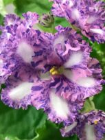 African Violet Plant - How to Grow Care Tips