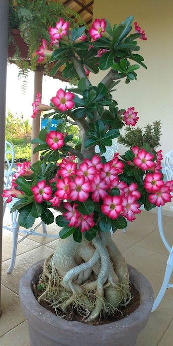 Desert Rose Blooms: Master the Art of Growing & Caring for These ...