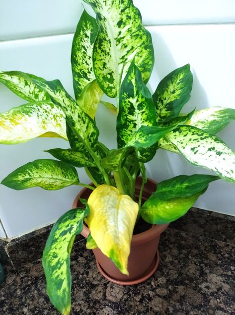 silk indoor plants 6 Ft Artificial Double Ball Ficus Silk Tree  Faux Indoor Plant with N   Luxiplant