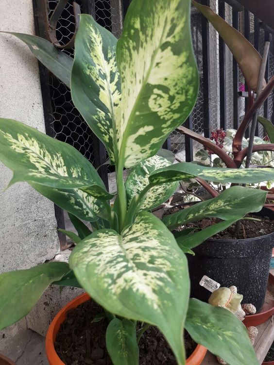 Persian shield best sale poisonous to dogs