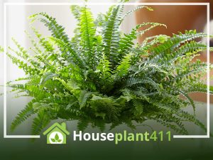 Boston Fern - How to Grow Care - Sword Fern