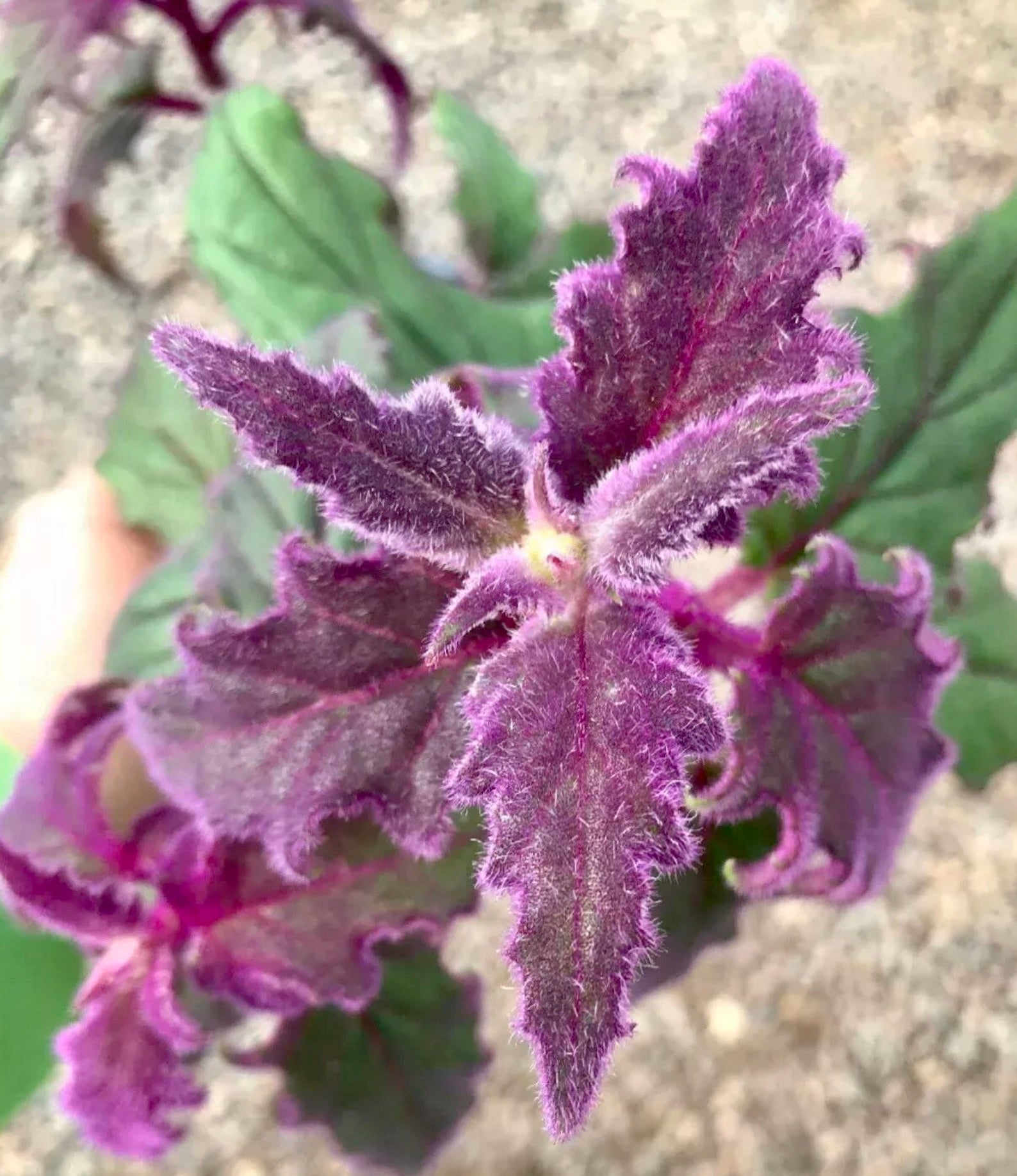How to Grow Purple Velvet Plants - Care Guide | Houseplant 411