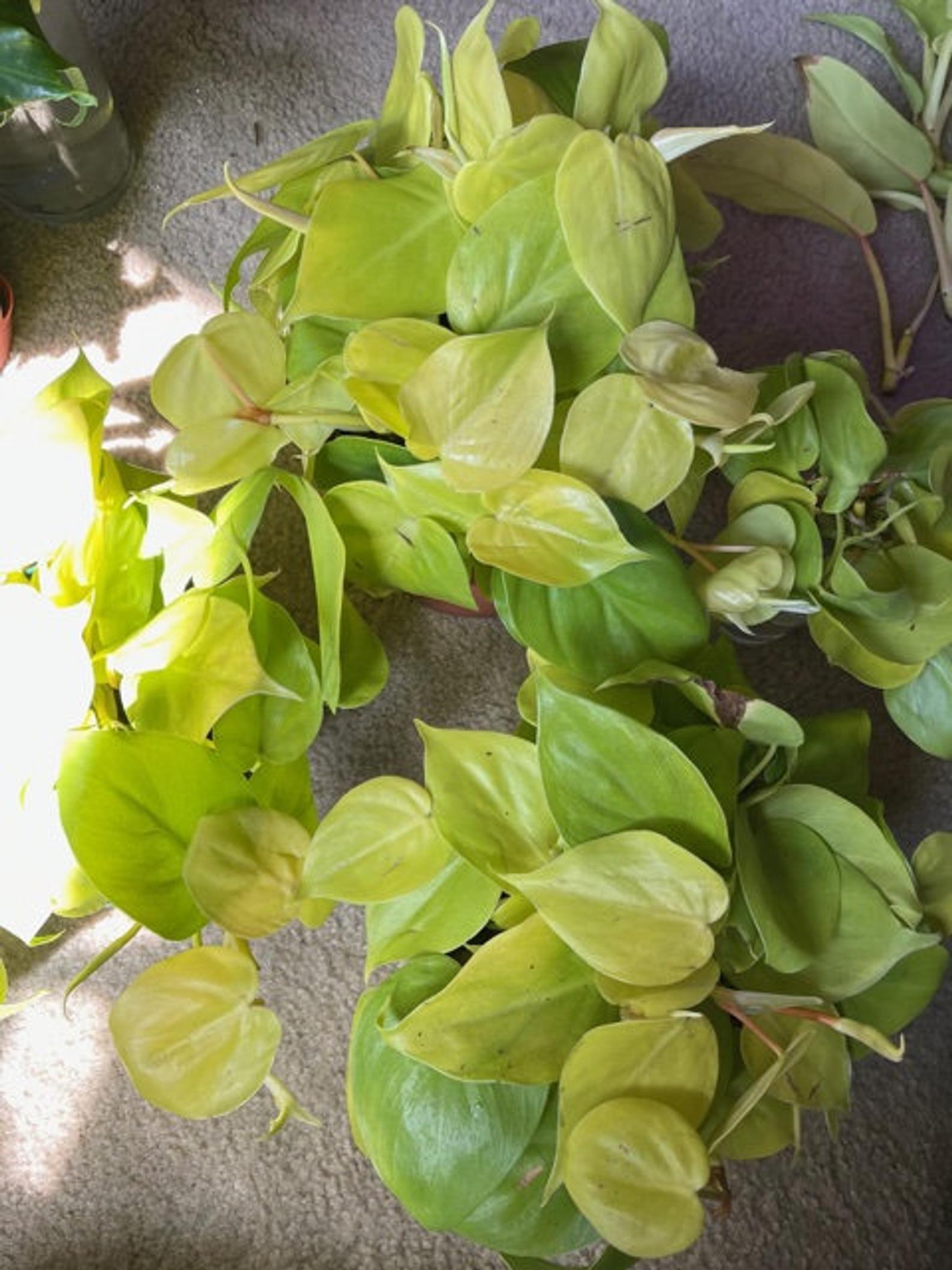 Grow Lush Heartleaf Philodendrons (sweethearts!) With Our Easy Guide