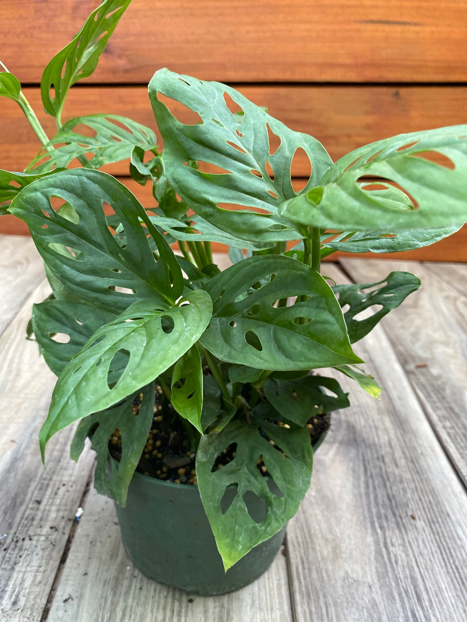 How To Grow A Split Leaf Philodendron Care Guide 