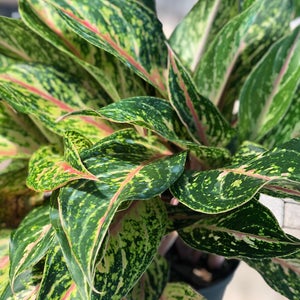 How to grow a Chinese Evergreen - Aglaonema Care Tips