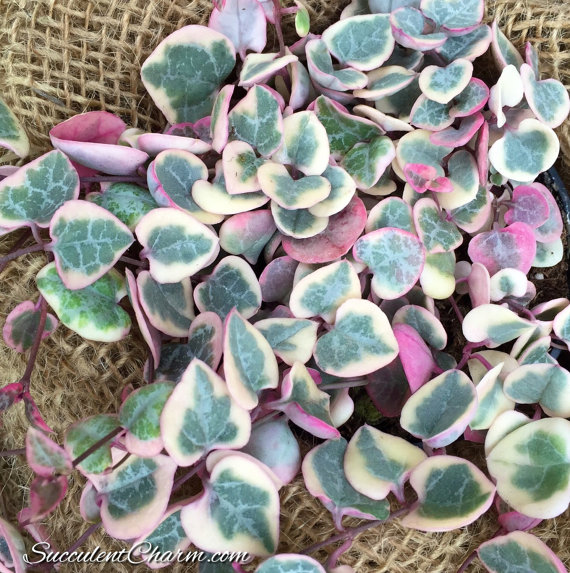 faux string of hearts plant