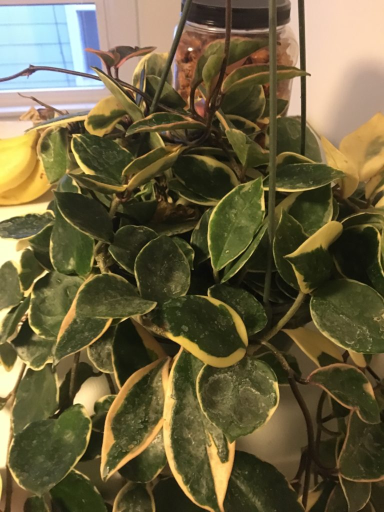 Plant Identification - Hoya Plant | Houseplant 411