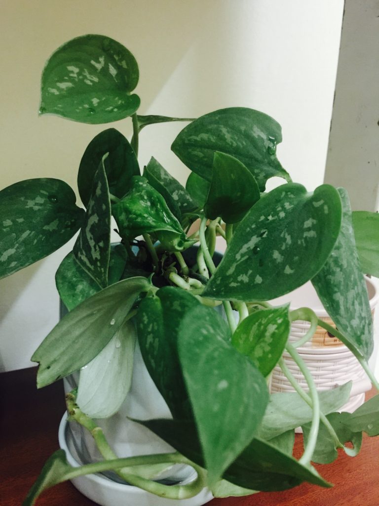 Satin Pothos - How to Grow and Care For | Houseplant 411 - How to
