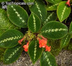 How to Grow & Care for Episcia: Unlocking the Velvety Beauty of Flame ...