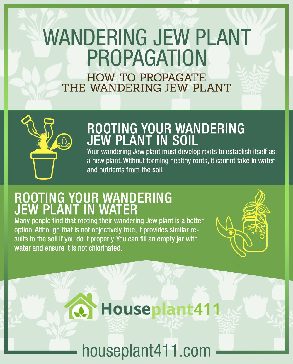 pink wandering jew plant propagation