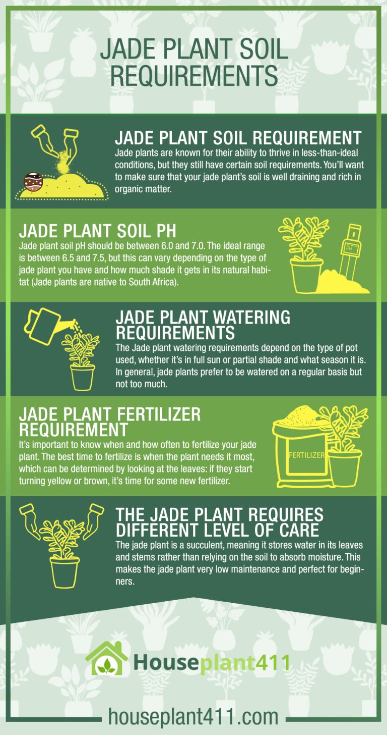 From Soggy to Serene: Master Jade Plant Soil & Watch Your Plant Thrive