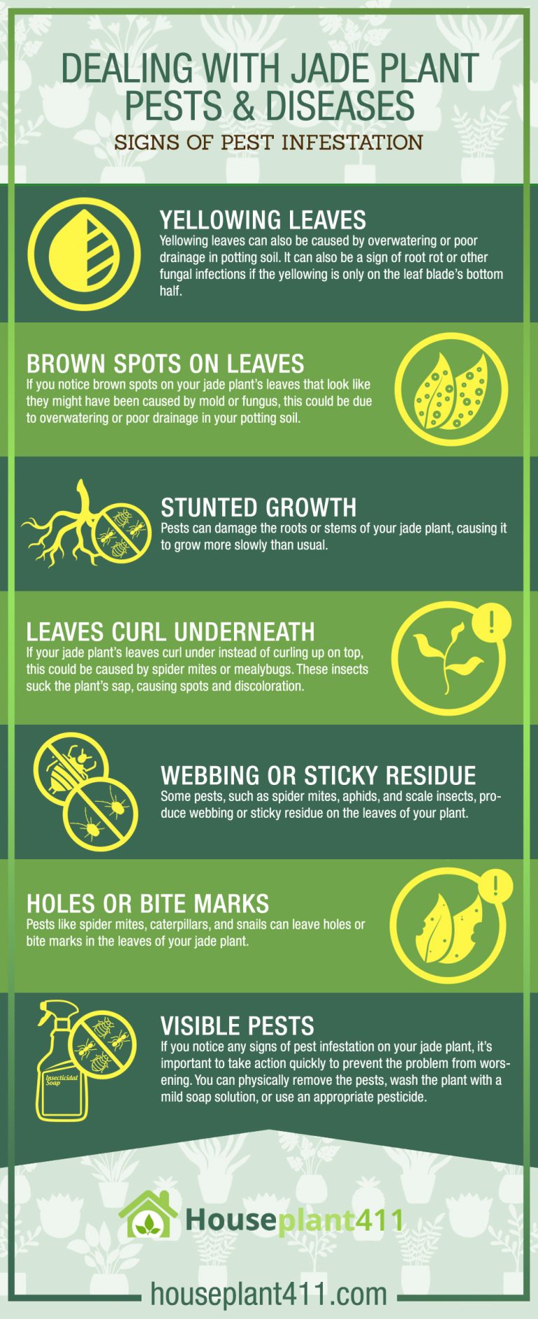 Jade Plant Woes? Diagnose & Conquer Pests & Diseases Like a Pro