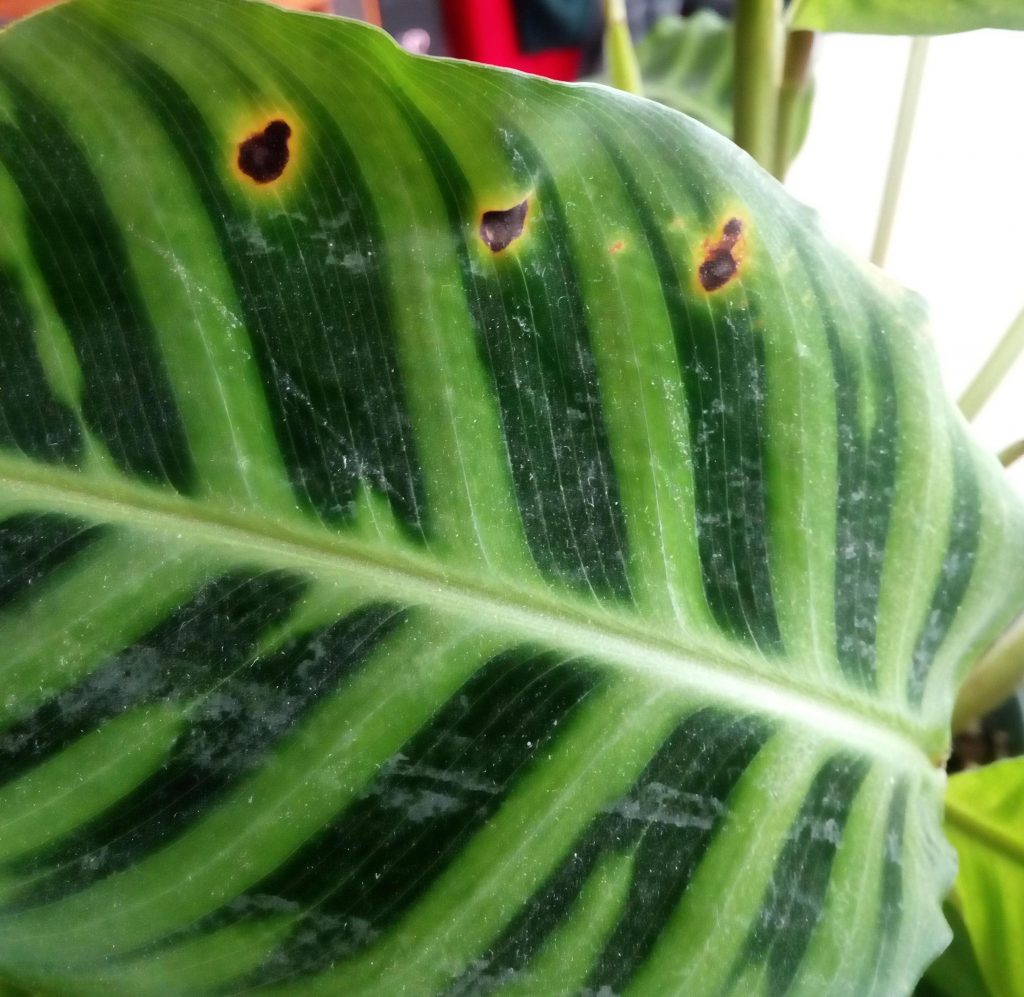 Why Are My Indoor Plant Leaves Going Brown at John Human blog