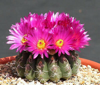 How to Grow a Cactus Plant - Indoor Care Guide