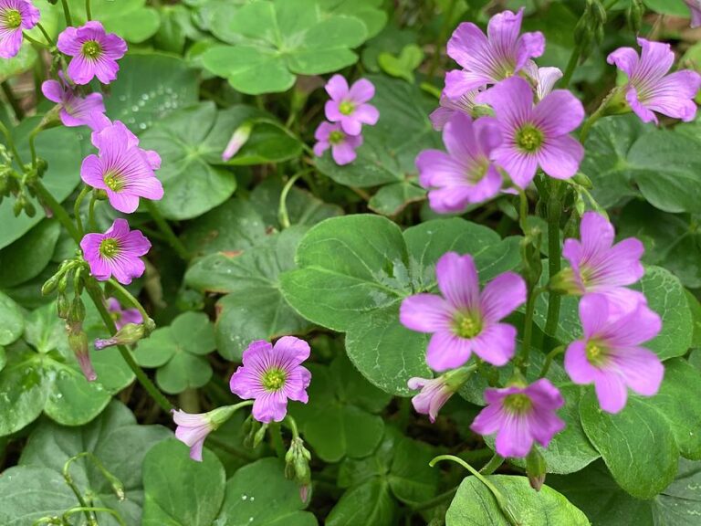 Unveil the Charm of the Shamrock Plant: Symbolism and Care