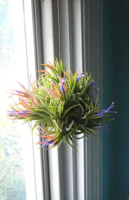 How to Care for a Tillandsia Plant | Air Plant Care Guide | Houseplant 411