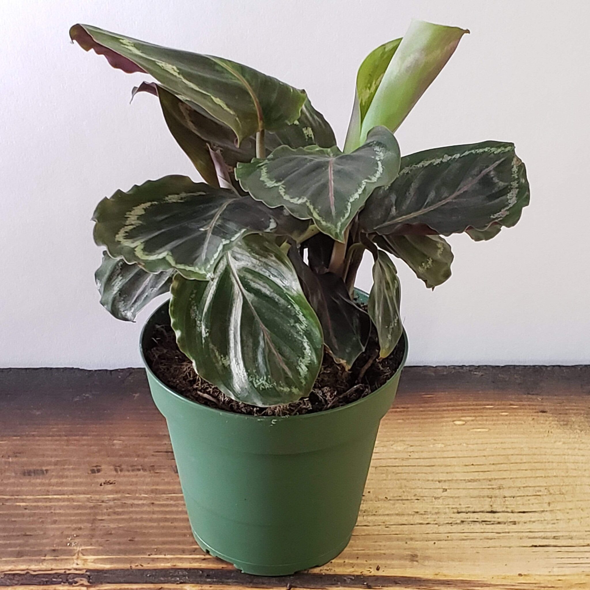 How to Take Care of a Calathea - Back Gardener