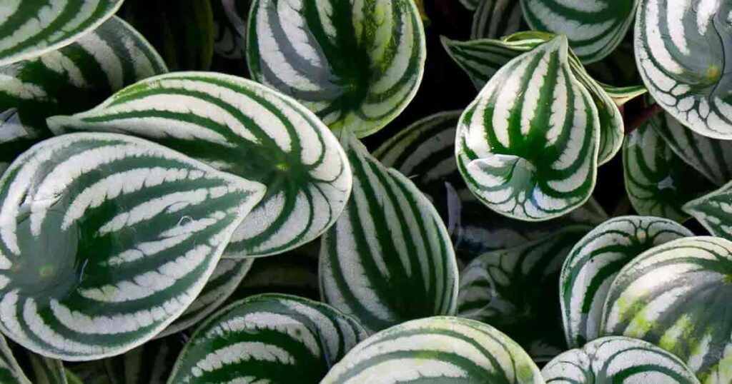 Lush Looks, Low Maintenance: Your Peperomia Care Guide for a Happy Home